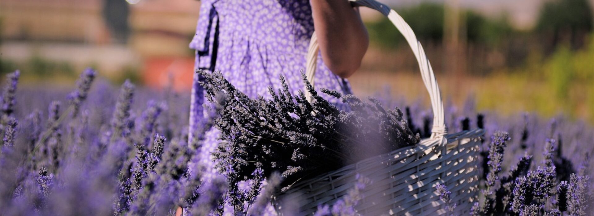 demoiselle portant un panier d'osier rempli de lavande